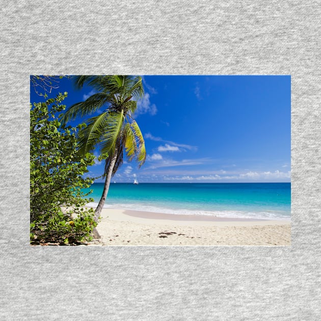Caribbean Beach With Palm by cinema4design